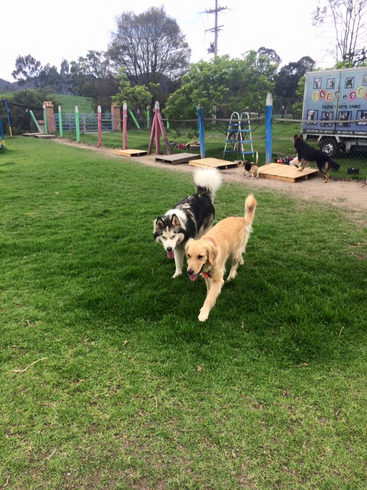 Residencia canina Playdog
