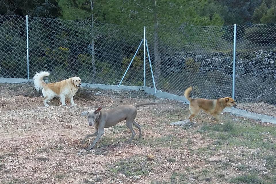 Foto de Can ferox