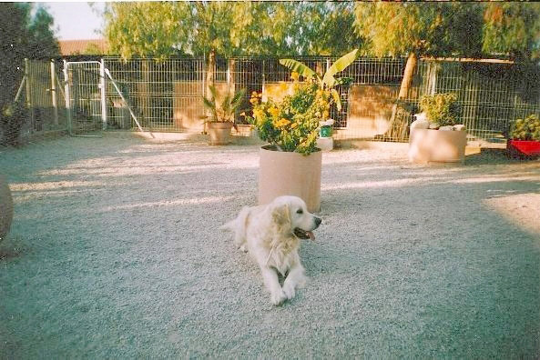 Residencia canina Segura can