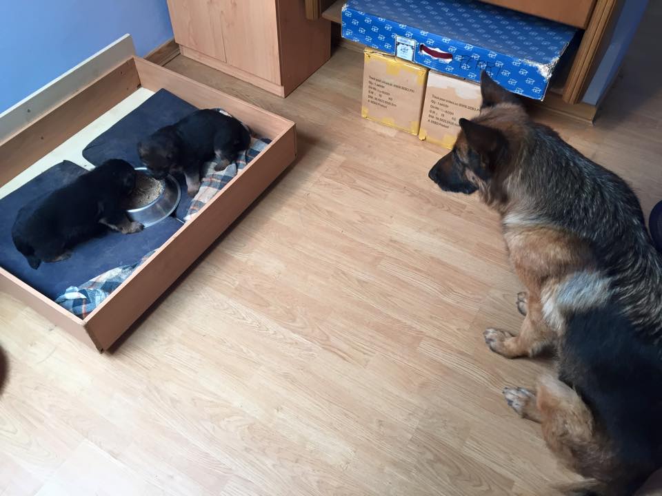 Residencia canina Ferrican
