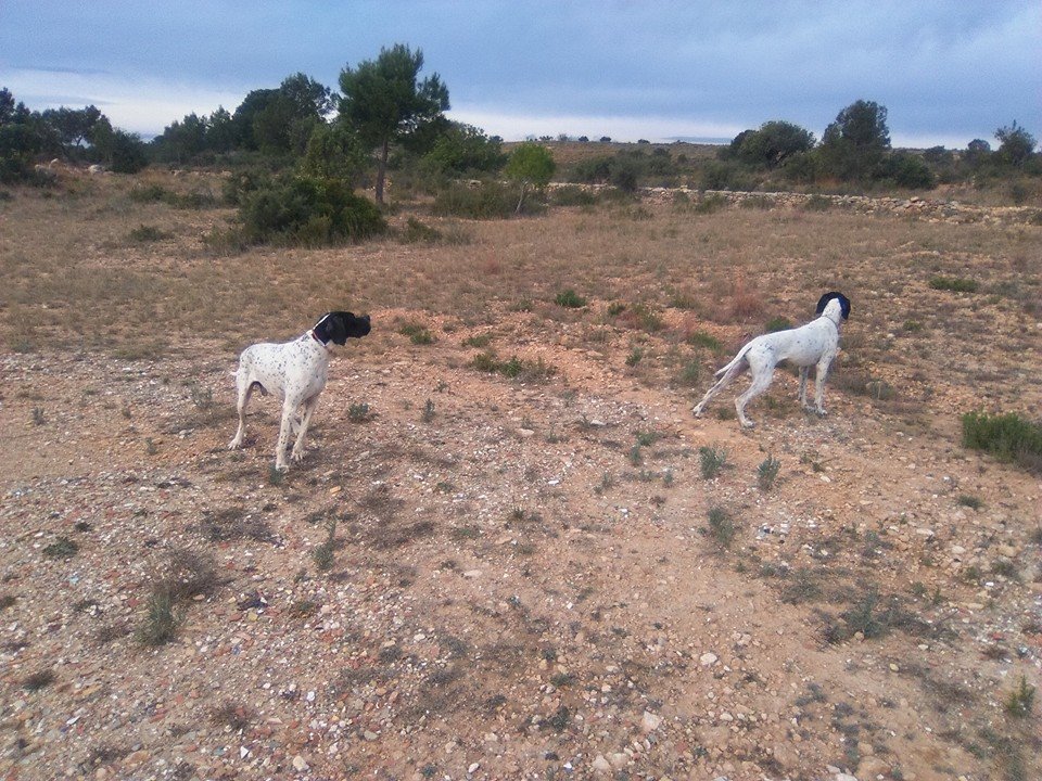 Residencia canina Camp de lliria
