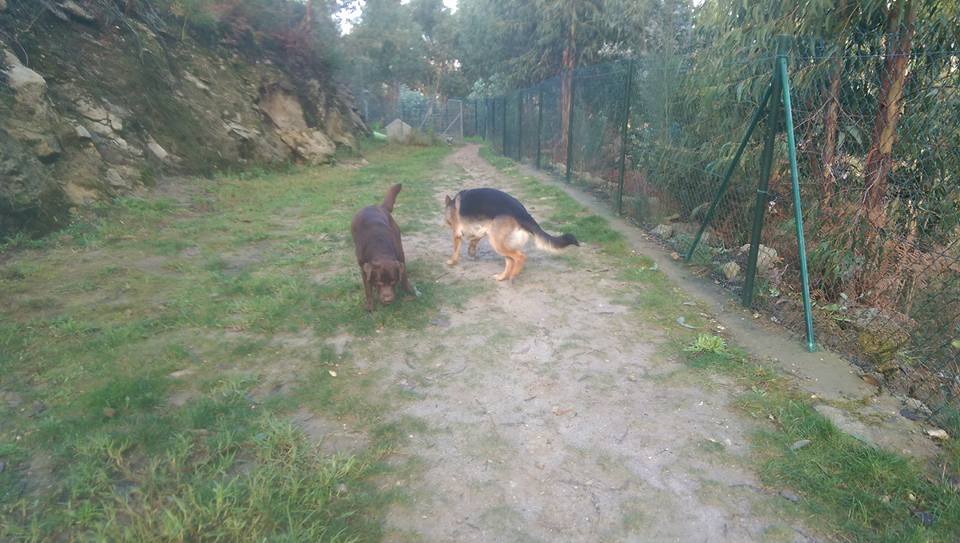 Residencia canina Ollo o can