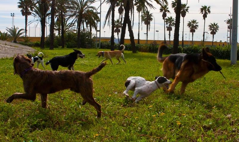 Residencia canina Agora