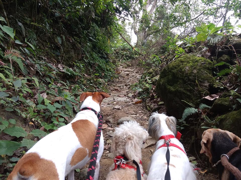 Foto de Dog house