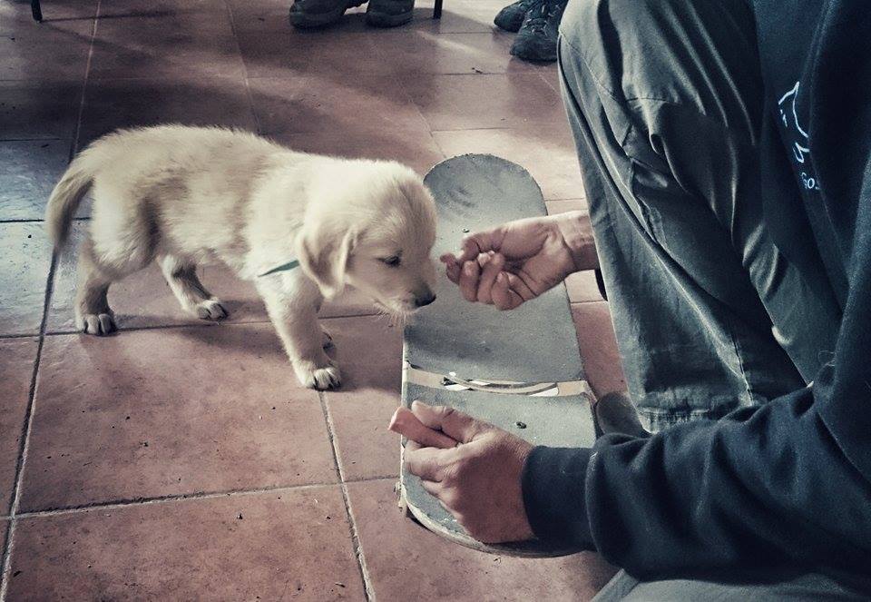 Residencia canina Ds-Kan