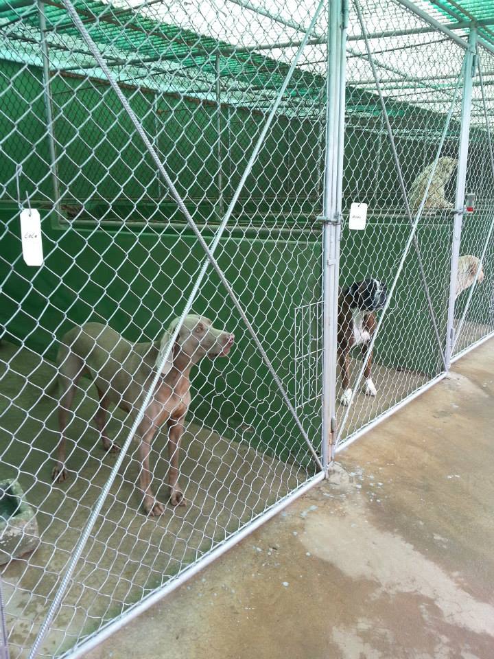 Residencia canina Tagoro