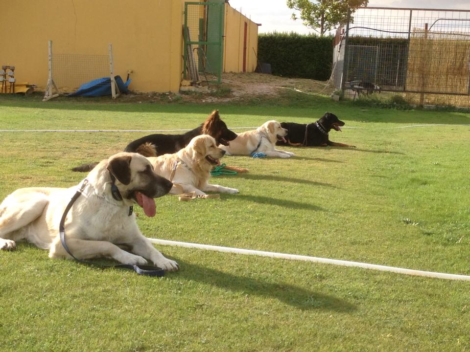 Foto de Cistercan