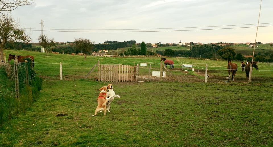 Residencia canina La quintana
