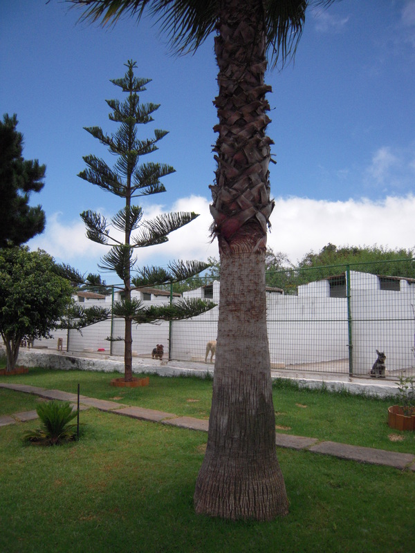 Residencia canina y felina Mirabal
