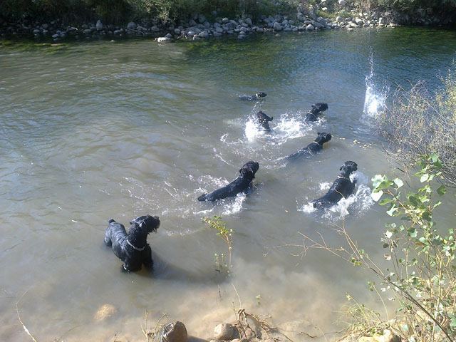 Residencia canina Roblezal