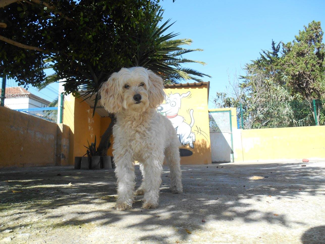 Residencia canina Marinadog
