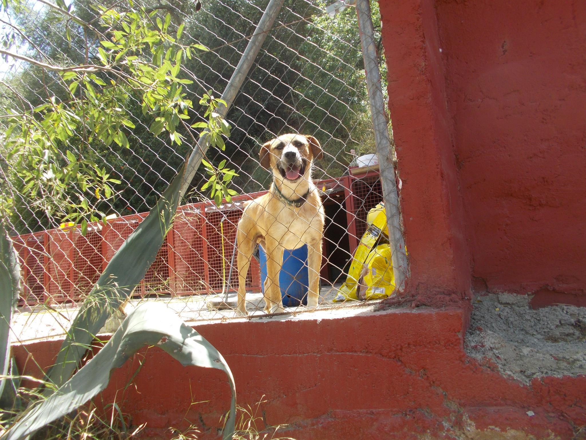 Foto de Perros si