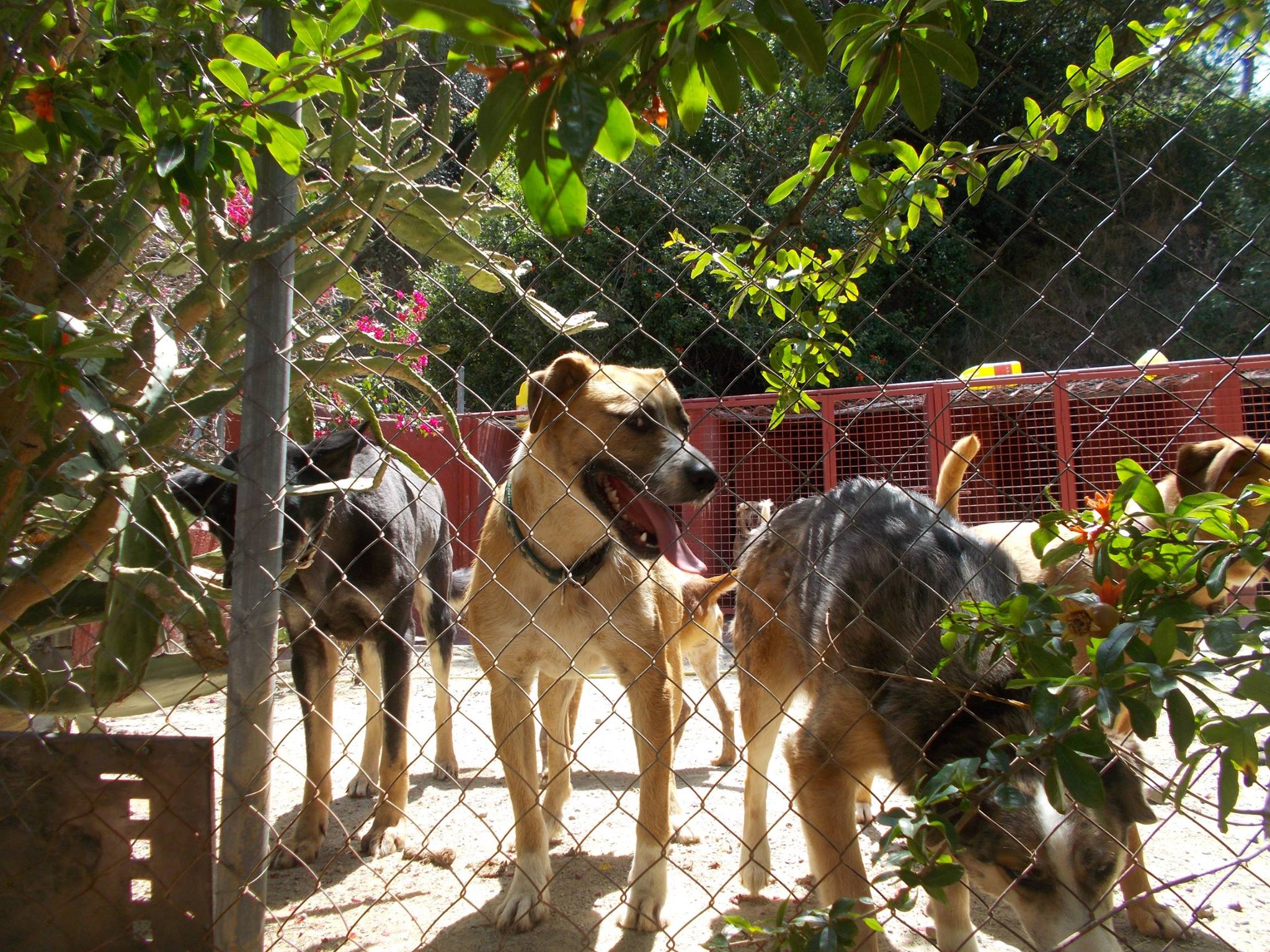 Foto de Perros si