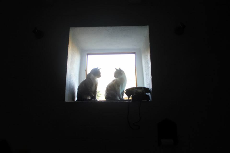Foto de Perros si