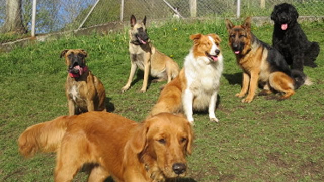 Hotel para perros Guardería canina Campestre