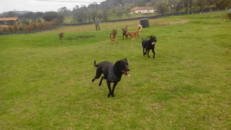 Hotel para perros Safari Campamento de Mascotas
