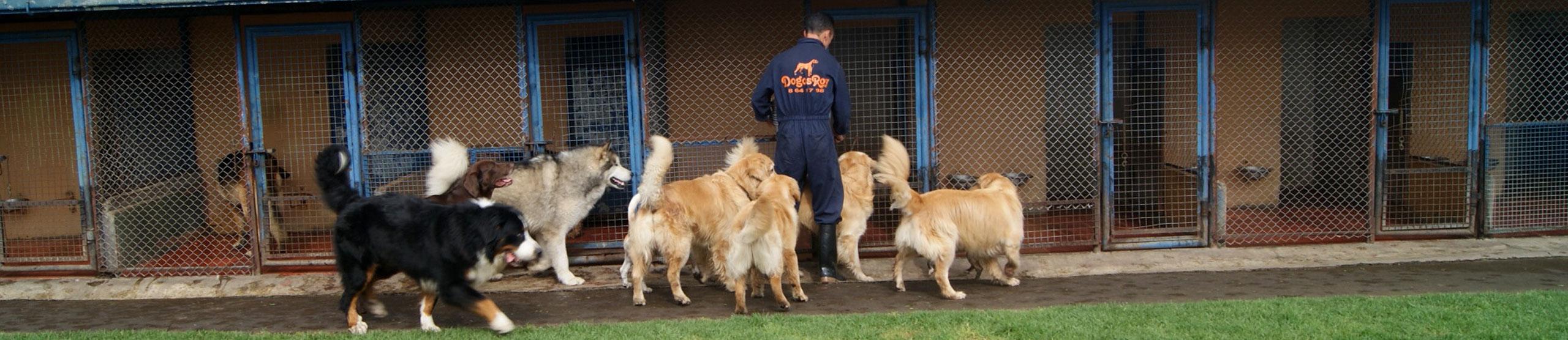 Hotel para perros Dogos Roy