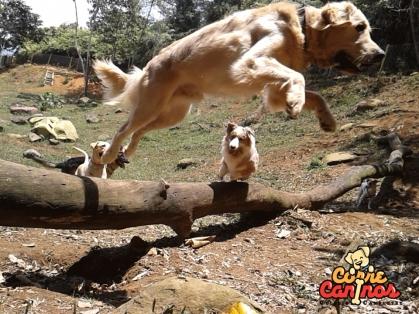 Hotel para perros Corre Caninos