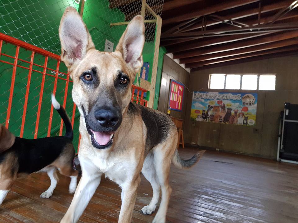 Hotel para perros Club Family Dogs