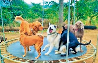 Hotel para perros Colegio Play Dog