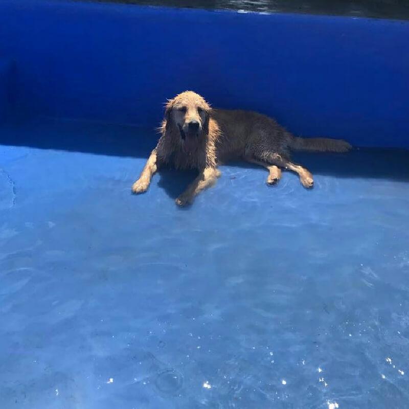 Hotel para perros CasaCampo