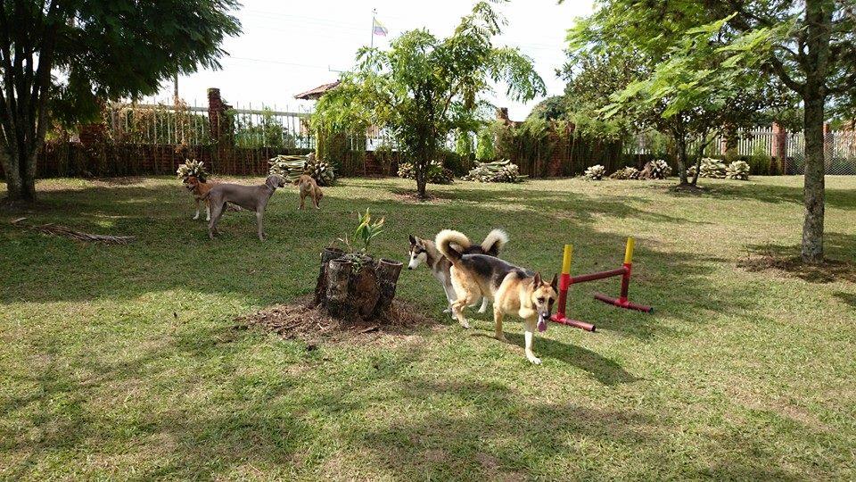 Hotel para perros Mi Casa Campestre