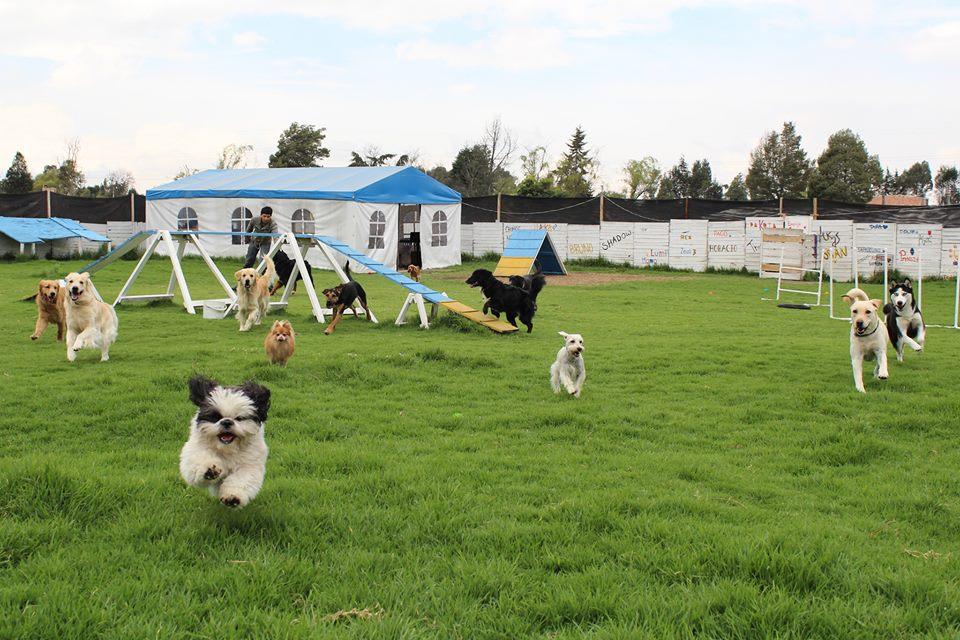 Hotel para perros Mascotear