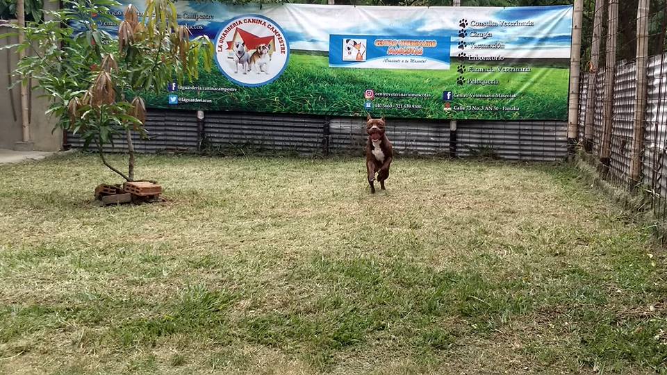 Hotel para perros La Guardería Canina Campestre