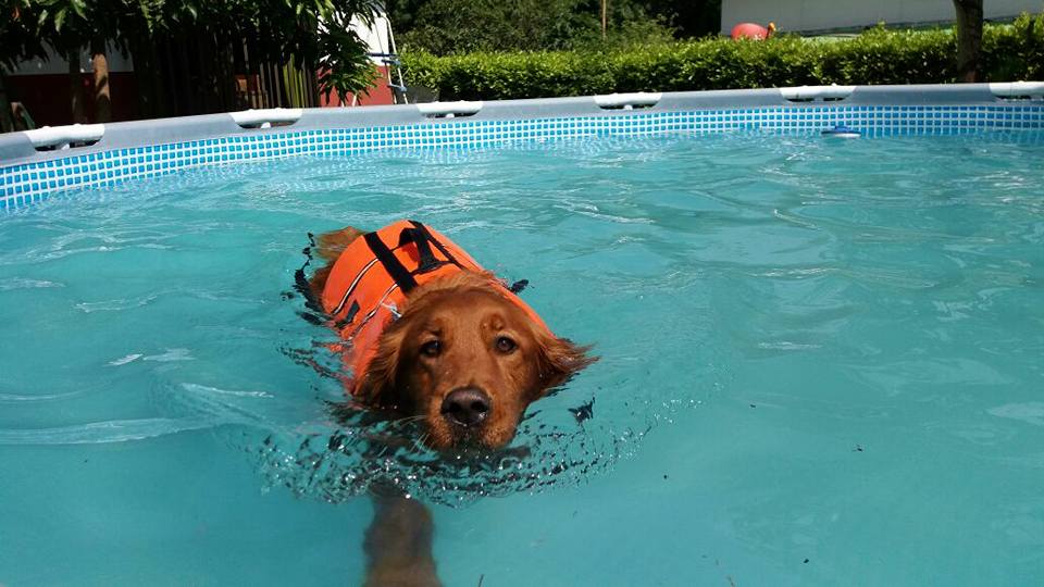 Hotel para perros Paseo Canino Campestre
