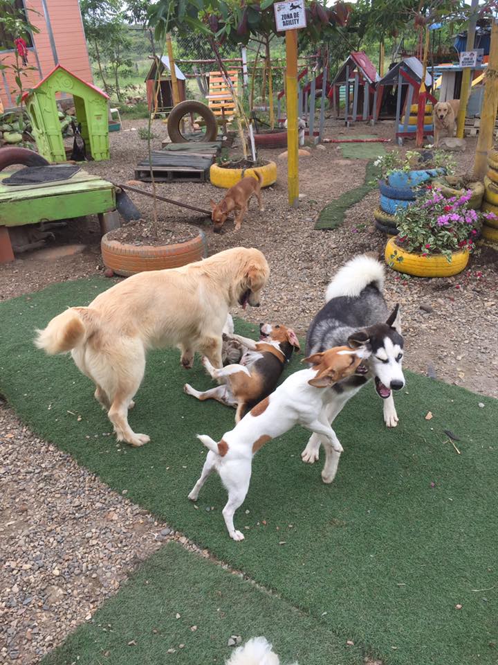 Hotel para perros The Rolling Dogs