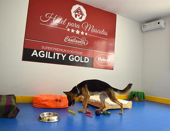 Hotel para perros y gatos Canilandia Barrio Bocagrande