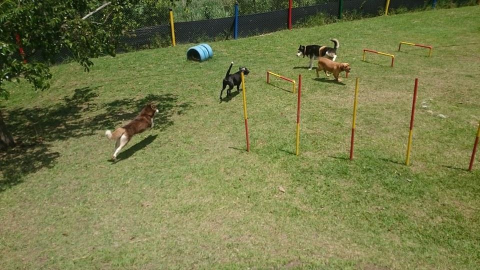 Hotel para perros The Dogs Club