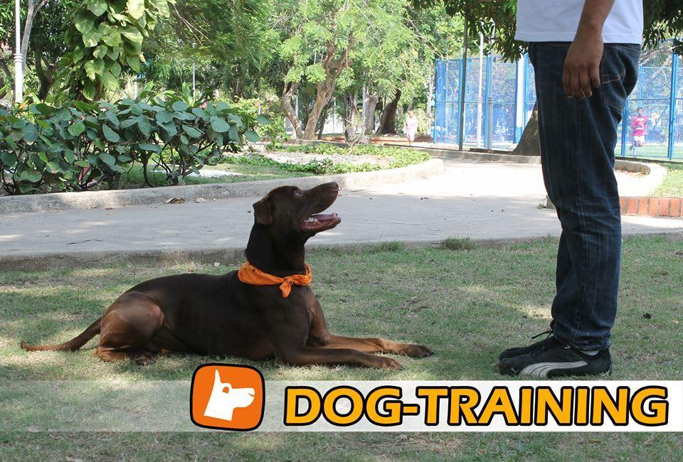 Hotel para perros Animal Care