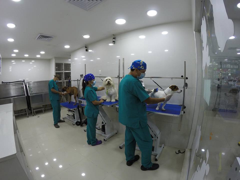 Hotel para perros y gatos Don Perro Veterinaria