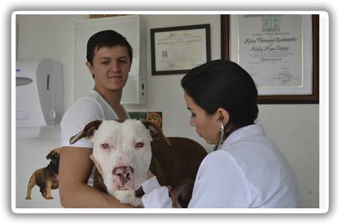 Hotel para perros Dog City