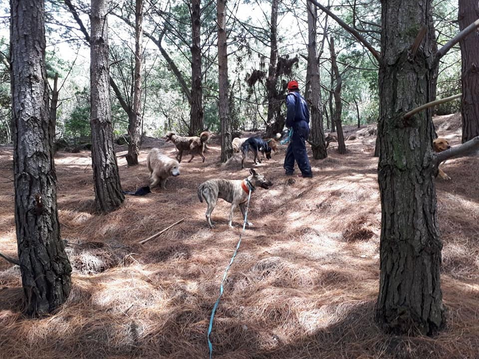 Hotel para perros Mundo Puppies