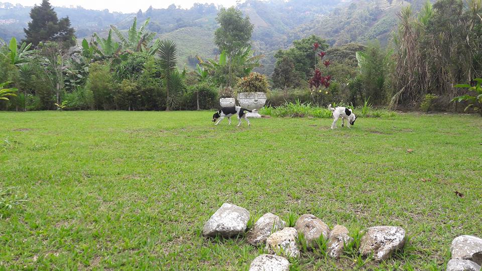 Hotel para perros Hotel Canino Shambhala