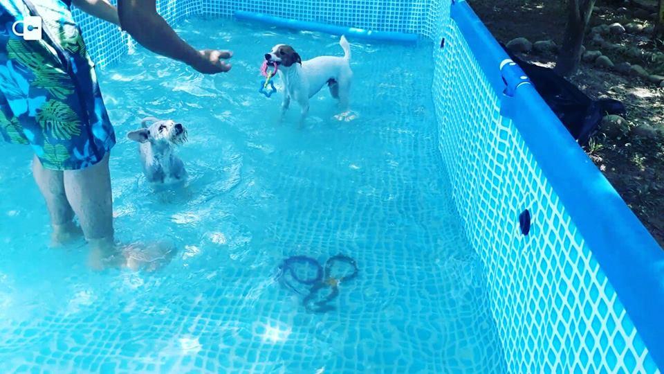 Hotel para perros Doggy Park Guardería VIP