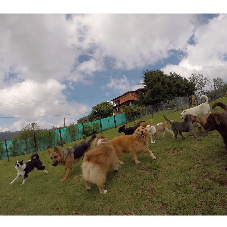 Hotel para perros Perros Felices