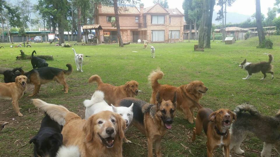 Hotel para perros Club de Mascotas La Primavera