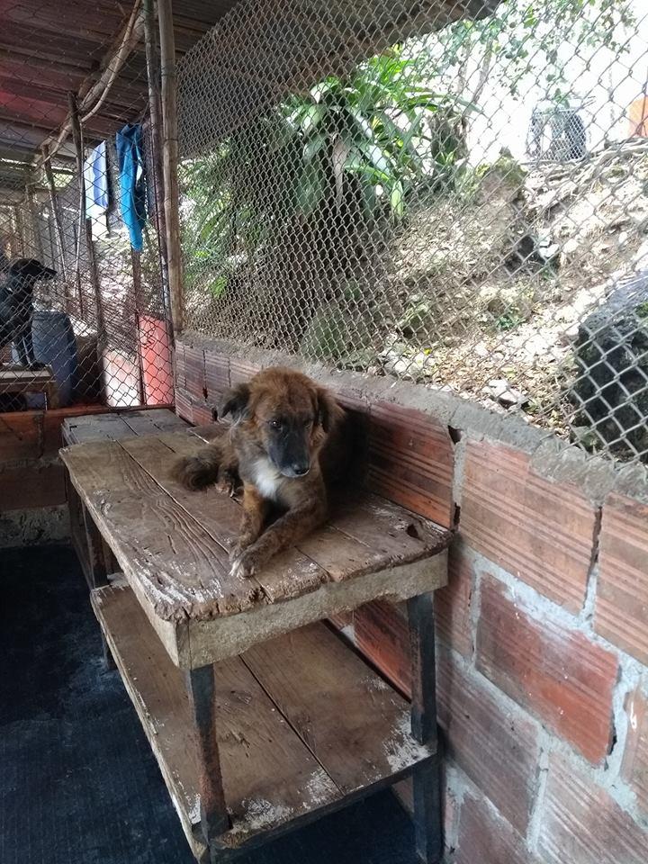Hotel para perros y gatos Fundación Hogar de Perros y Gatos