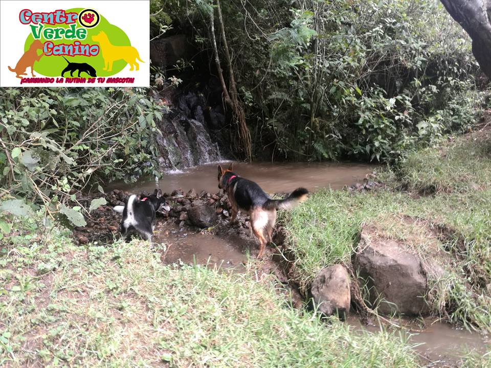 Hotel para perros Centro Verde Canino