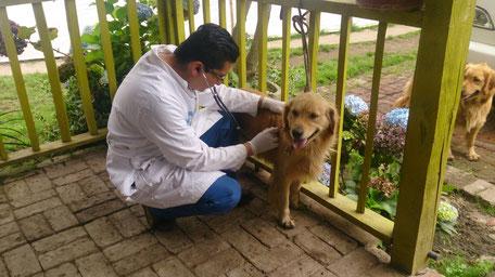 Hotel para perros Ranchokan
