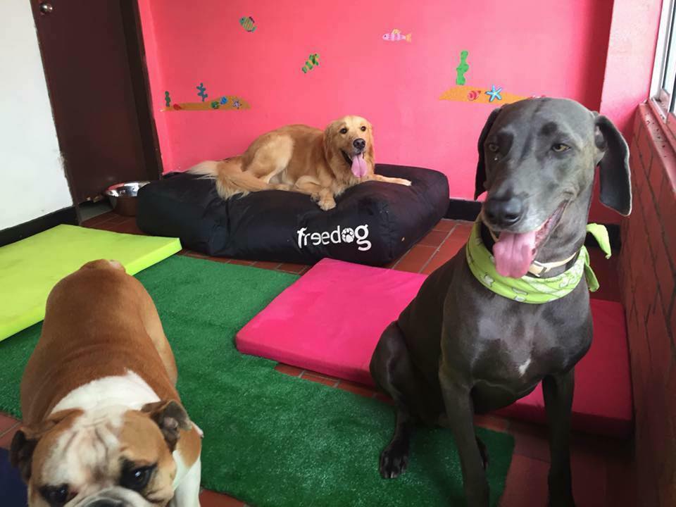 Hotel para perros Mundog