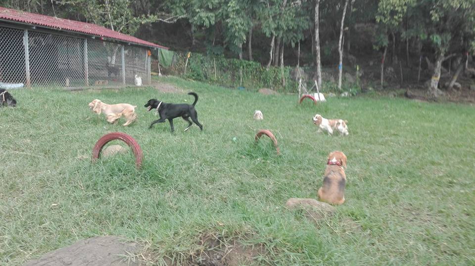 Hotel para perros Club Canino Campestre Azahares