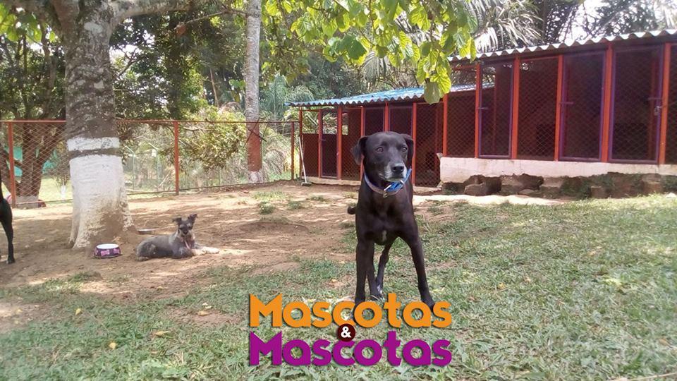 Hotel para perros Mascotas y Mascotas Ruitoque