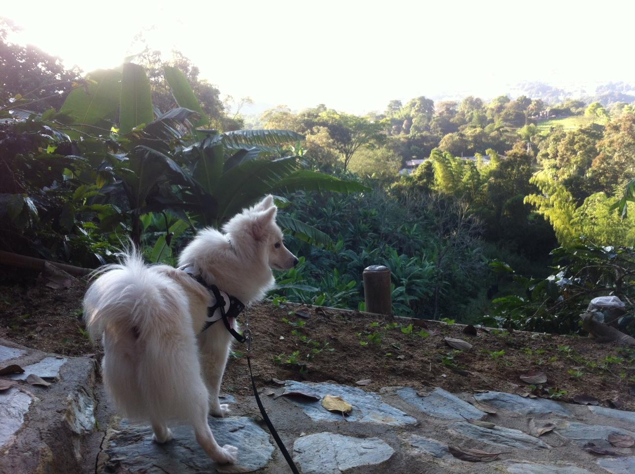 Hotel para perros Montverde