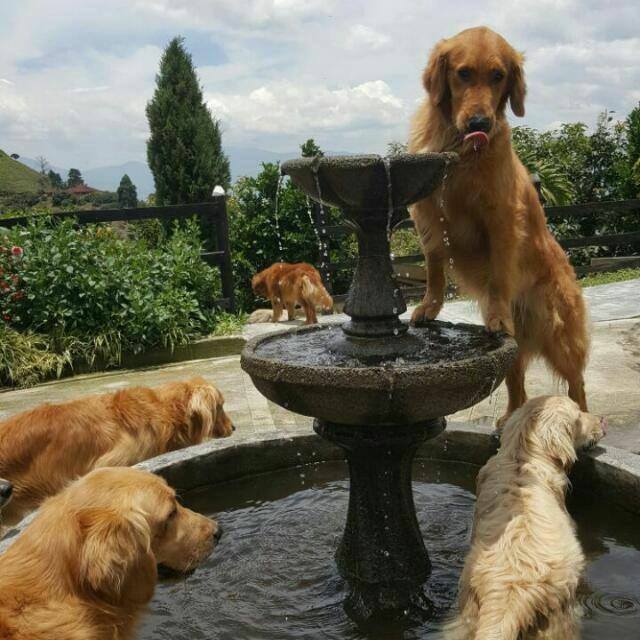 Hotel para perros La Guardería de mascotas