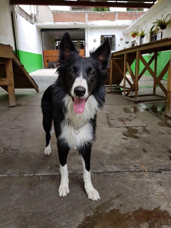 Hotel para perros Dog Park