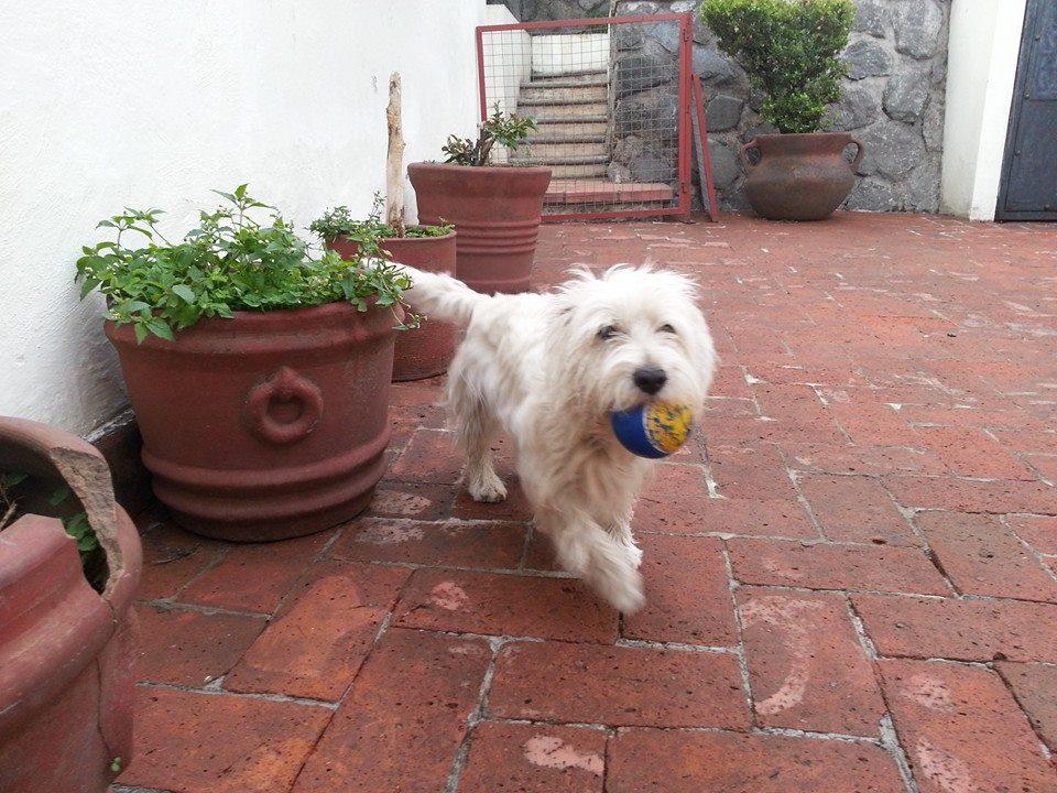 Hotel para perros Dog housing